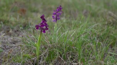 Doğal ortamda yeşil kanatlı orkide (Anacamptis morio)