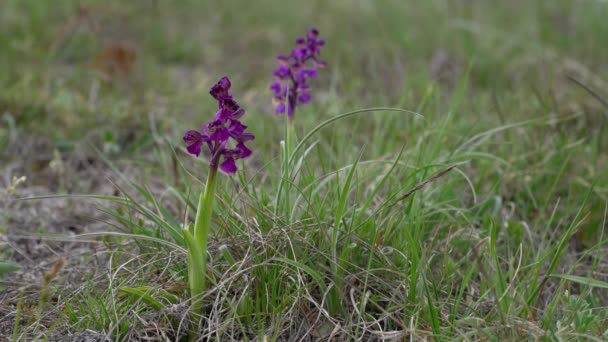 Groene Orchidee Natuurlijke Omgeving Anacamptis Morio — Stockvideo
