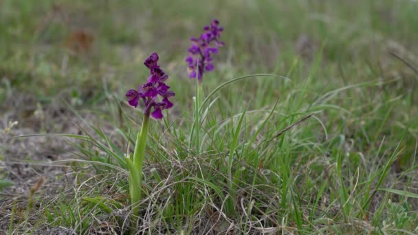 自然环境中的绿翅兰花 Anacamptis Morio — 图库视频影像