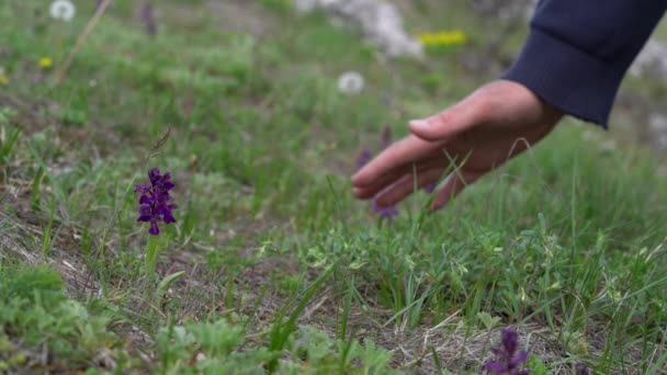 Зеленокрылая Орхидея Естественной Среде Anacamptis Morio — стоковое видео
