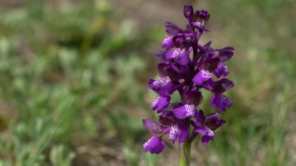 Green Winged Orchid Natural Ambient Anacamptis Morio — Stock Video