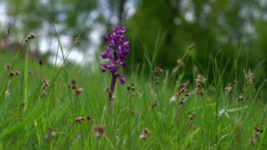 Doğal ortamda yeşil kanatlı orkide (Anacamptis morio)