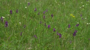 Doğal ortamda yeşil kanatlı orkide (Anacamptis morio)
