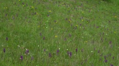 Doğal ortamda yeşil kanatlı orkide (Anacamptis morio)
