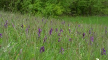Doğal ortamda yeşil kanatlı orkide (Anacamptis morio)