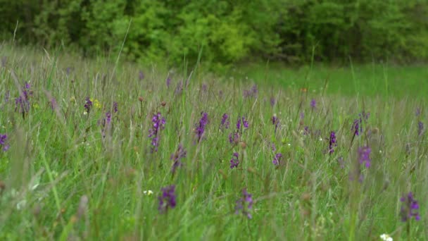 Zöld Szárnyú Orchidea Természetes Környezetben Anacamptis Morio — Stock videók