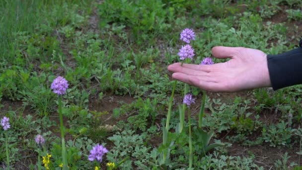 自然环境中的三齿兰花 Neotinea Tridentata — 图库视频影像