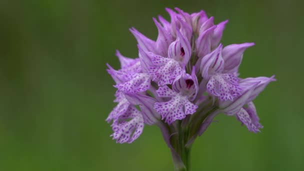 Трехзубчатая Орхидея Естественной Среде Neotinea Tridentata — стоковое видео