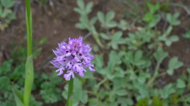 Doğal ortamda üç dişli orkide (Neotinea tridentata)