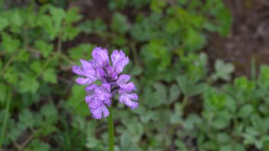 Doğal ortamda üç dişli orkide (Neotinea tridentata)