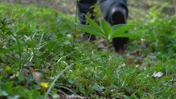 Hellebore Flores Verdes Ambiente Natural Helleborus Dumetorum — Vídeos de Stock