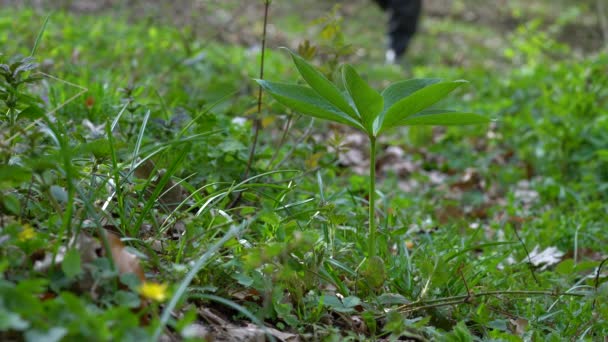 Ελλέβορο Πράσινο Άνθος Φυσικό Περιβάλλον Helleborus Dumetorum — Αρχείο Βίντεο
