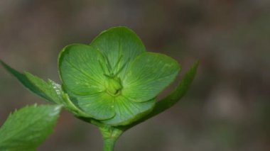 Doğal ortamda yeşil çiçekli Hellebore (Helleborus dumetorum)