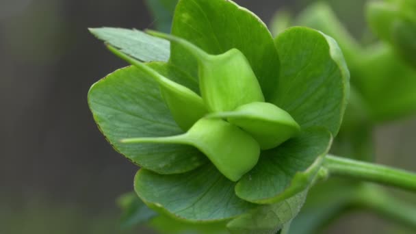 Hellebore Flores Verdes Ambiente Natural Helleborus Dumetorum — Vídeos de Stock