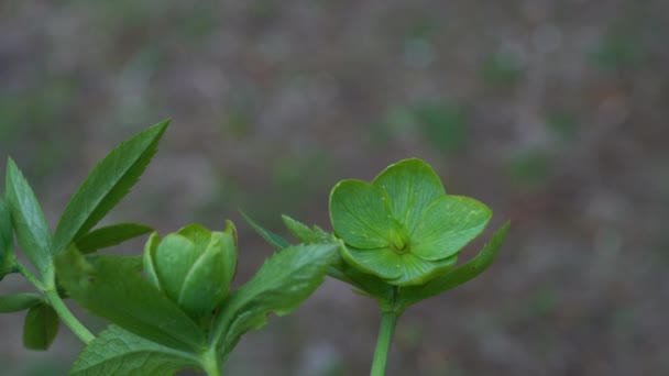 Hellebore Fleurs Vertes Dans Environnement Naturel Helleborus Dumetorum — Video