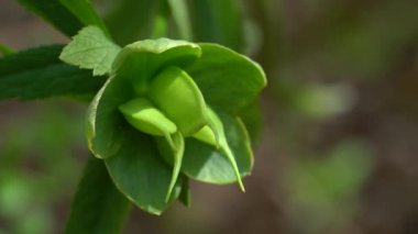 Doğal ortamda yeşil çiçekli Hellebore (Helleborus dumetorum)