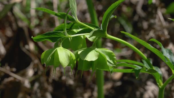 Zielone Kwiaty Hellebore Naturalnym Otoczeniu Helleborus Dumetorum — Wideo stockowe