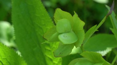 Doğal ortamda yeşil çiçekli Hellebore (Helleborus dumetorum)