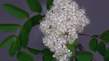 Baharda çiçek açan Rowan (Sorbus Aucuparia)