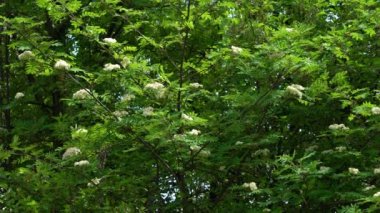 İlkbaharda Rowan 'ın alçaltılması (Sorbus aucuparia)
