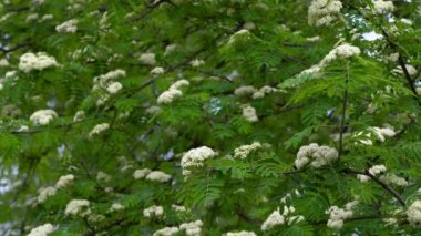 Baharda çiçek açan Rowan (Sorbus Aucuparia)