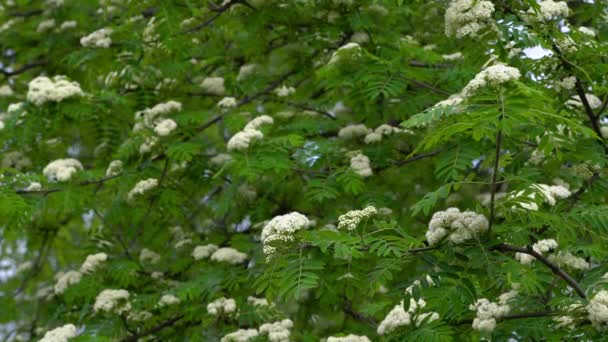 Flowering Rowan Spring Sorbus Aucuparia — Stock Video