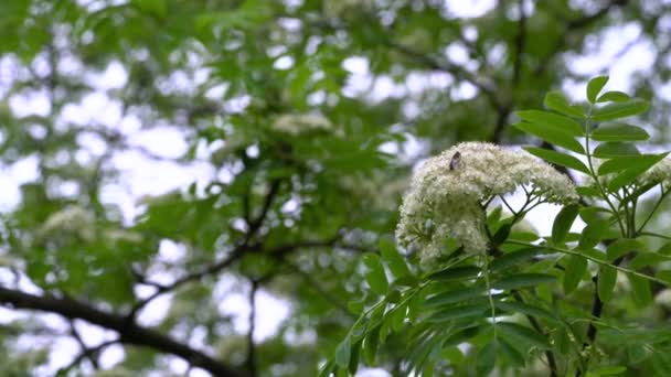 Ανθοφορία Rowan Την Άνοιξη Sorbus Aucuparia — Αρχείο Βίντεο