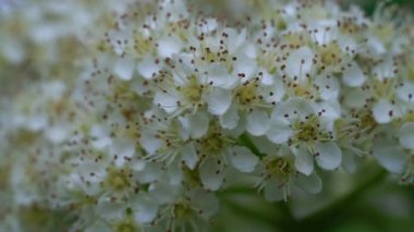Baharda çiçek açan Rowan (Sorbus Aucuparia)