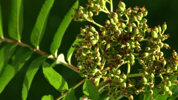 Conjunto Frutas Rowan Primavera Sorbus Aucuparia — Vídeo de stock