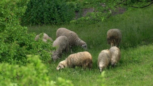 Sheep Graze Grass Mountain Spring — Vídeos de Stock