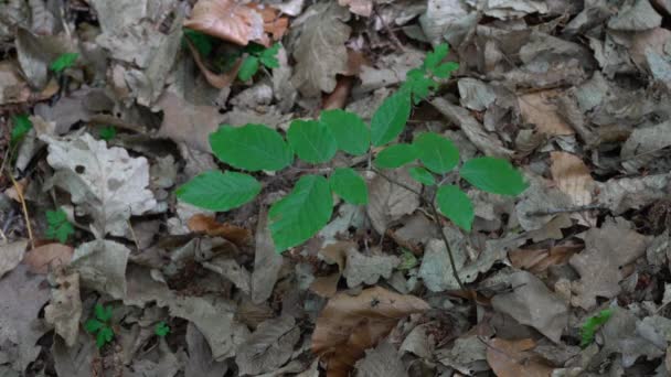 Вирощування Молодого Європейського Буку Натуральна Репродукція Fagus Sylvatica — стокове відео