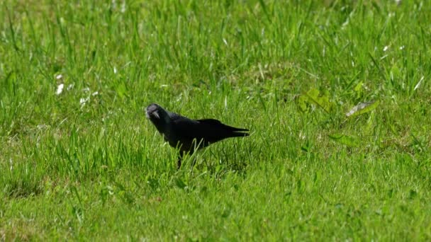 Západní Jackdaw Hledá Potravu Trávě Coloeus Monedula — Stock video