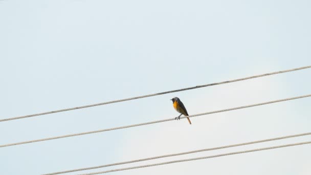 Black Redstart Chante Sur Une Corde Électricité Mâle Phoenicurus Ochruros — Video