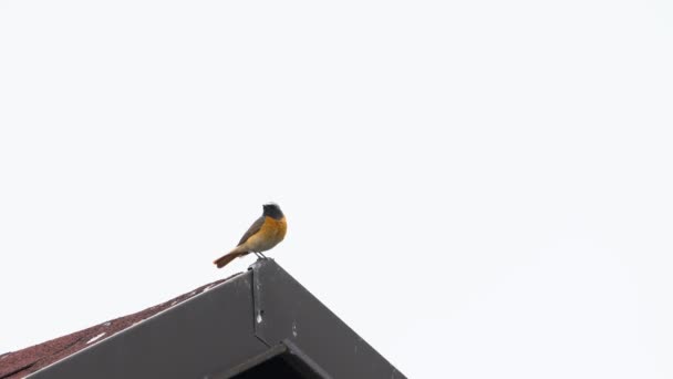 Black Redstart Поет Верхней Крыше Самец Phoenicurus Ochruros — стоковое видео