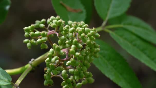 Conjunto Frutas Vermelhas Sabugueiro Sambucus Racemosa — Vídeo de Stock