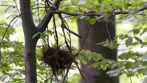 Hanging Nest Eurasian Golden Oriole Oriolus Oriolus — Stok Video