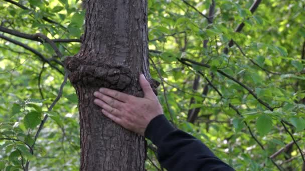Deformasi Pohon Oak Jarang Tonjolan — Stok Video