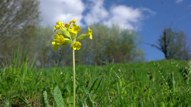 自然環境での一般的なカウスリップ Primula Veris — ストック動画
