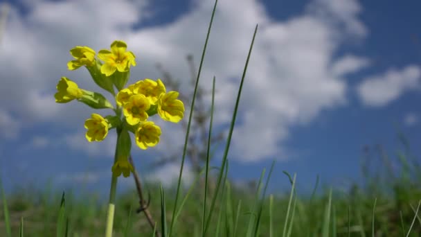 Zwykłe Poślizgi Środowisku Naturalnym Primula Veris — Wideo stockowe