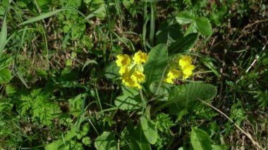 Doğal ortamda yaygın Cowslip (Primula veris)
