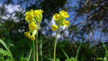 Doğal ortamda yaygın Cowslip (Primula veris)
