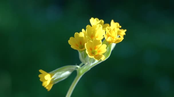 Cowslip Natuurlijke Omgeving Primula Veris — Stockvideo