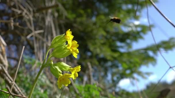 Large Bee Fly Bombylius Major Terbang Mengitari Common Cowslip Primula — Stok Video