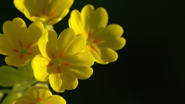 Deslizamiento Vaca Común Ambiente Natural Primula Veris — Vídeo de stock