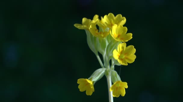 Cowslip Comum Ambiente Natural Primula Veris — Vídeo de Stock