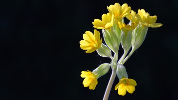 Zwykłe Poślizgi Środowisku Naturalnym Primula Veris — Wideo stockowe