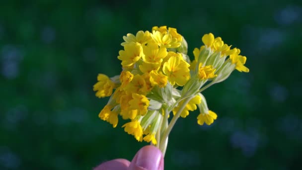 Gråslim Naturlig Miljö Primula Veris — Stockvideo