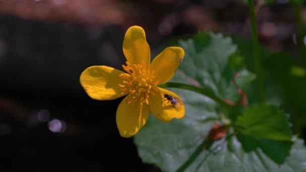 在自然环境中的金杯或沼泽沼泽 Caltha Palustris — 图库视频影像