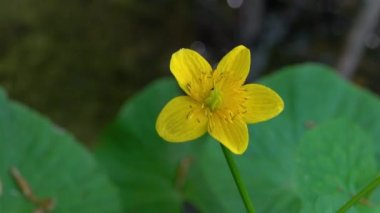 Kingcup veya Marsh Marigold doğal ortamda (Caltha palustris)