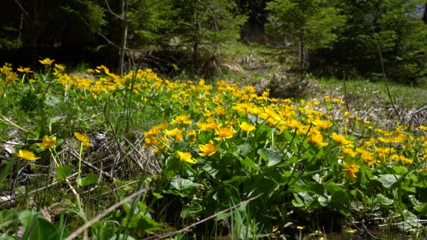 Kingcup Marsh Marigold Natuurlijke Omgeving Caltha Palustris — Stockvideo